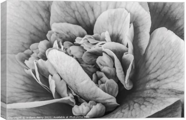 Black White Camellia Reticulata Blooming Macro Canvas Print by William Perry