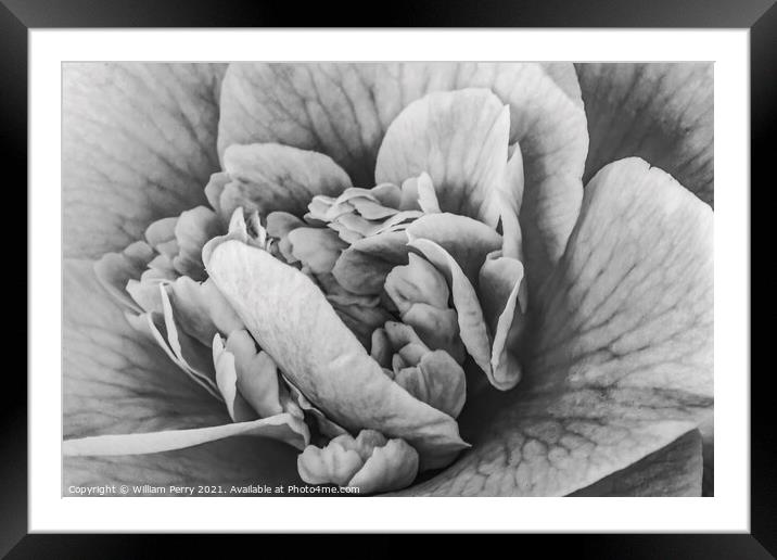 Black White Camellia Reticulata Blooming Macro Framed Mounted Print by William Perry