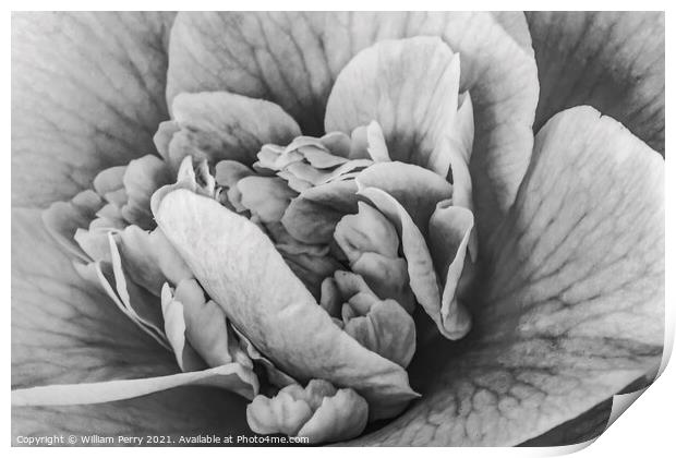 Black White Camellia Reticulata Blooming Macro Print by William Perry