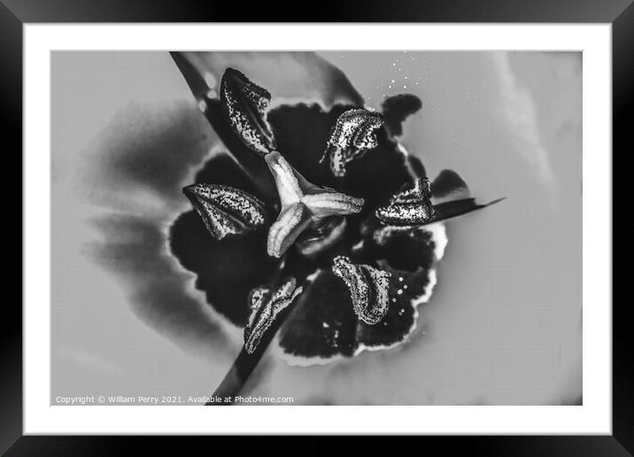 Black White Darwin Tulip Blooming Framed Mounted Print by William Perry