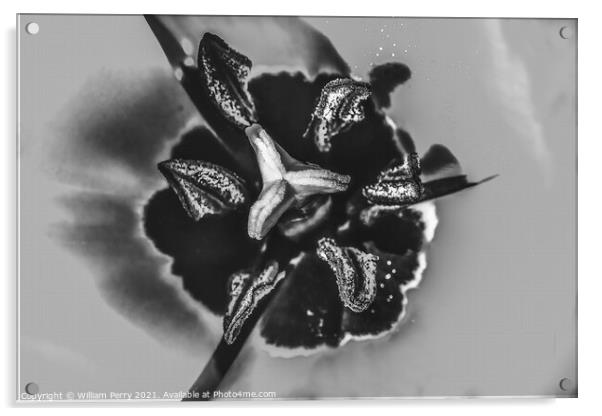 Black White Darwin Tulip Blooming Acrylic by William Perry