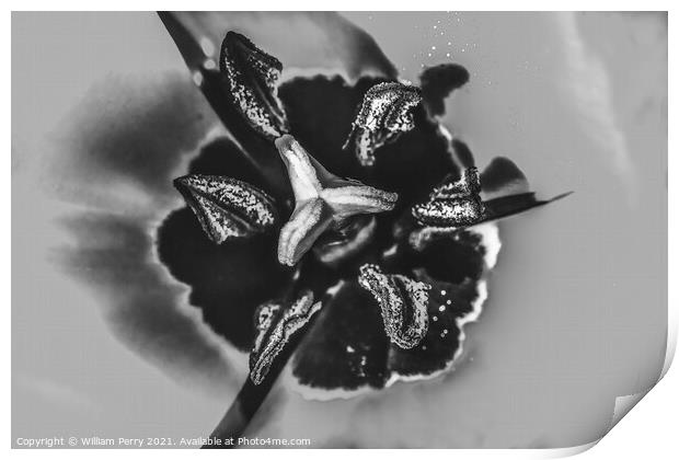 Black White Darwin Tulip Blooming Print by William Perry