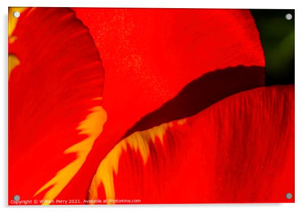 Red Yellow Banja Luka Tulip Petals Blooming Macro Acrylic by William Perry