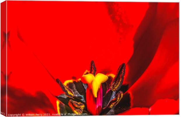 Red Darwin Tulip Blooming Canvas Print by William Perry