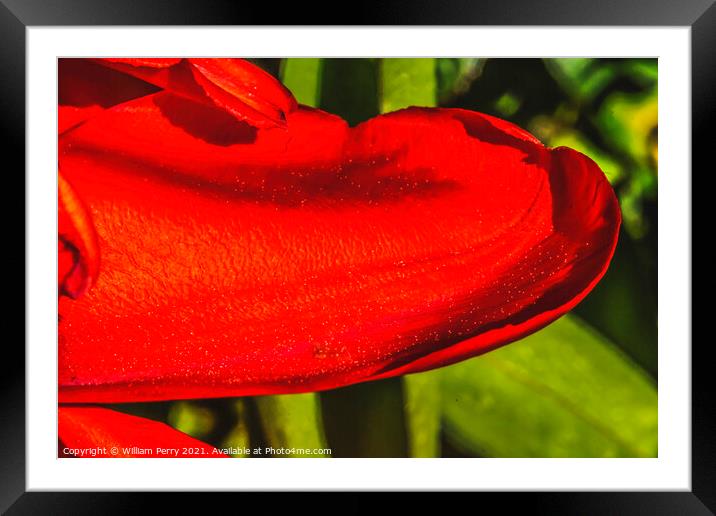 Red Darwin Tulip Petal Blooming Framed Mounted Print by William Perry