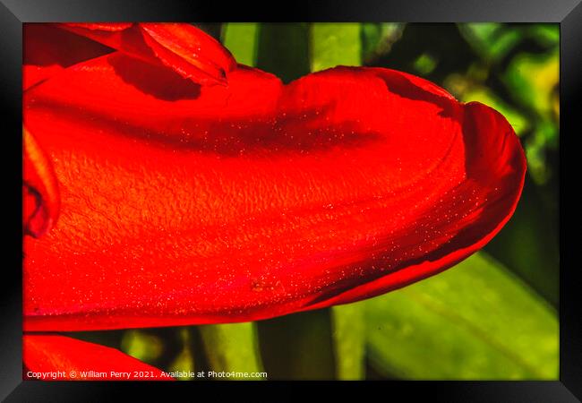 Red Darwin Tulip Petal Blooming Framed Print by William Perry