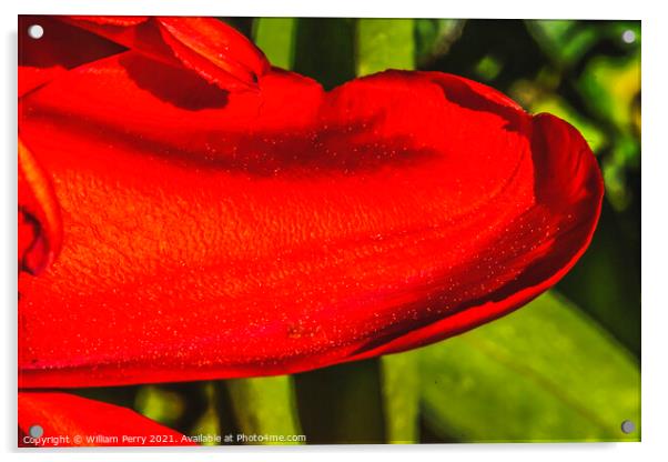 Red Darwin Tulip Petal Blooming Acrylic by William Perry