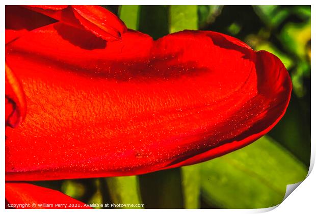 Red Darwin Tulip Petal Blooming Print by William Perry