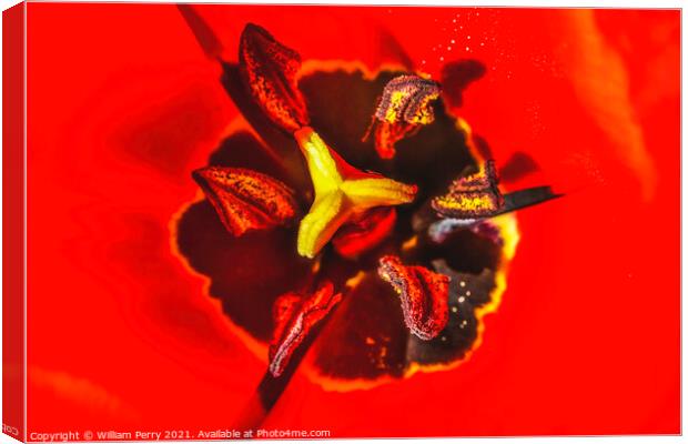 Red Darwin Tulip Blooming Canvas Print by William Perry
