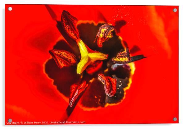 Red Darwin Tulip Blooming Acrylic by William Perry