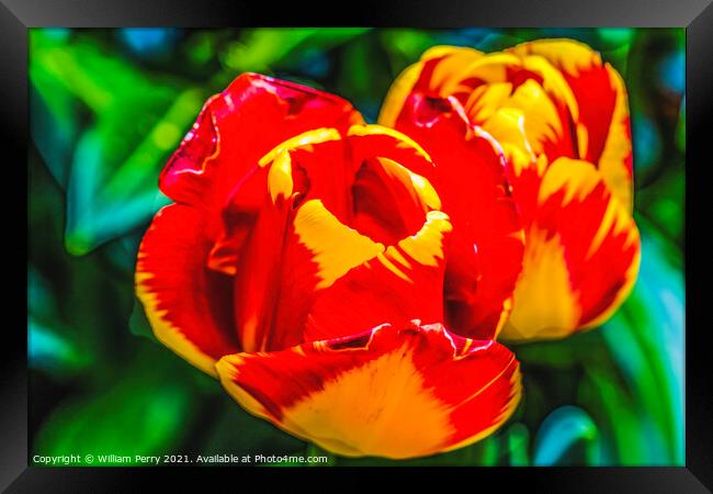 Red Yellow Banja Luka Tulips Blooming Macro Framed Print by William Perry