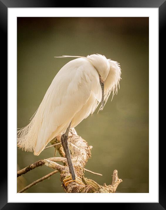 The shy Egret Framed Mounted Print by David Martin