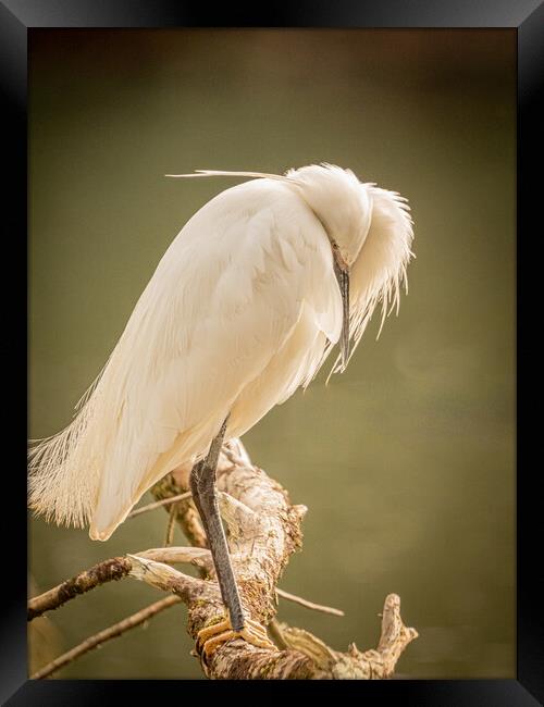 The shy Egret Framed Print by David Martin