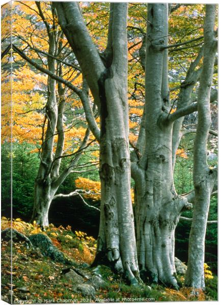 Beech Trees, Gruinard, Wester Ross, Scotland Canvas Print by Photimageon UK