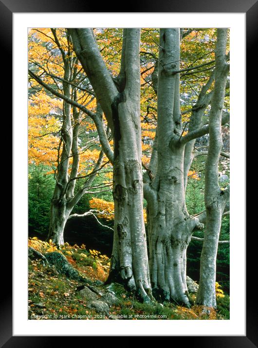 Beech Trees, Gruinard, Wester Ross, Scotland Framed Mounted Print by Photimageon UK