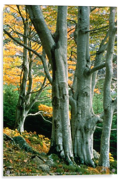 Beech Trees, Gruinard, Wester Ross, Scotland Acrylic by Photimageon UK
