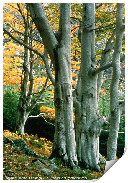 Beech Trees, Gruinard, Wester Ross, Scotland Print by Photimageon UK