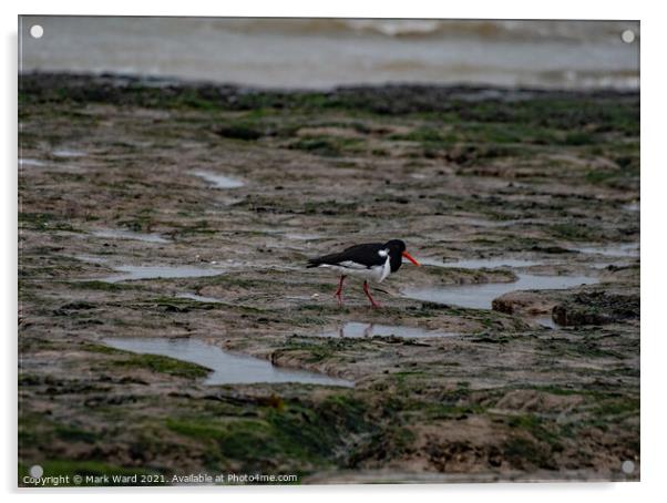 Oystercatcher at Pett Level. Acrylic by Mark Ward