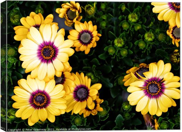 Yellow Glandular Cape Marigold Flowers In Full Bloom Canvas Print by Peter Greenway