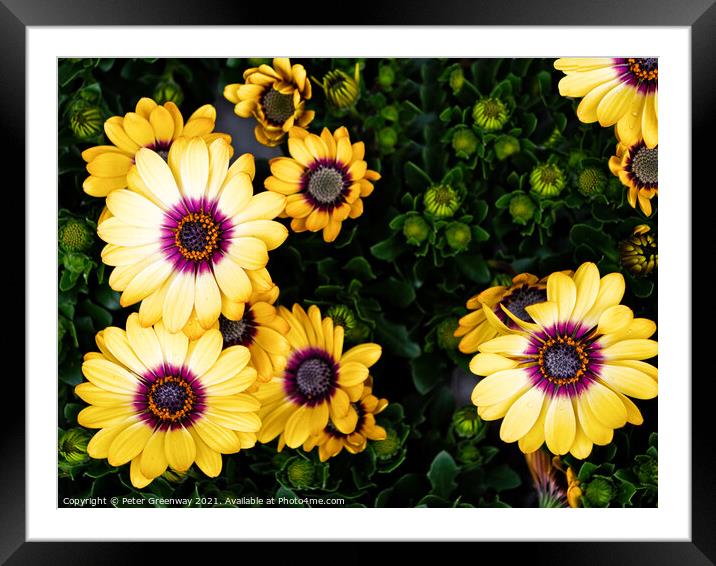 Yellow Glandular Cape Marigold Flowers In Full Bloom Framed Mounted Print by Peter Greenway