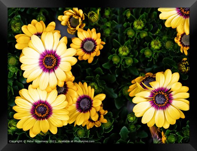 Yellow Glandular Cape Marigold Flowers In Full Bloom Framed Print by Peter Greenway