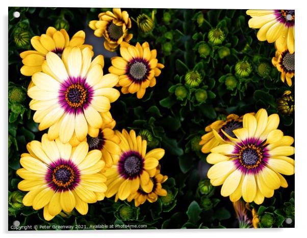 Yellow Glandular Cape Marigold Flowers In Full Bloom Acrylic by Peter Greenway
