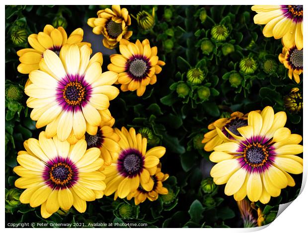 Yellow Glandular Cape Marigold Flowers In Full Bloom Print by Peter Greenway