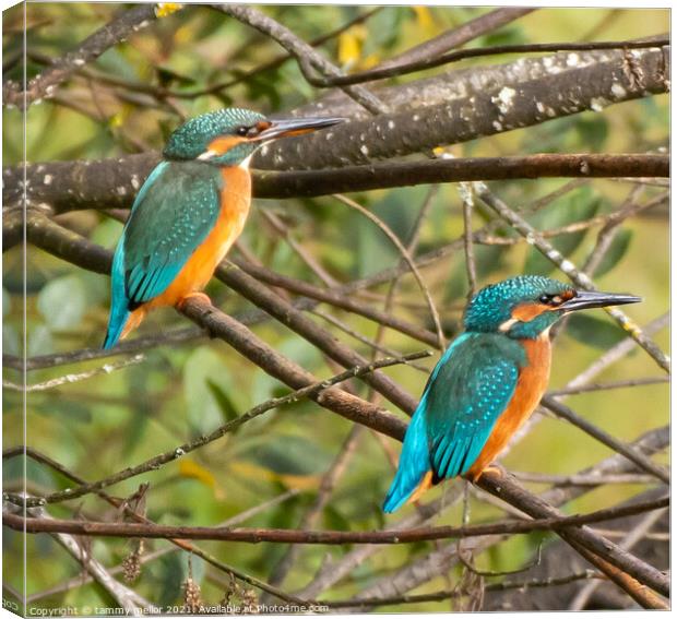 Majestic Kingfishers in their Natural Habitat Canvas Print by tammy mellor