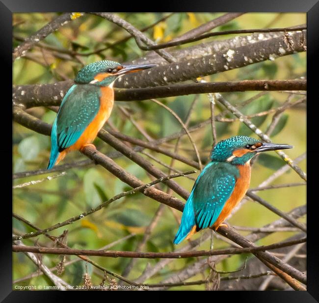 Majestic Kingfishers in their Natural Habitat Framed Print by tammy mellor