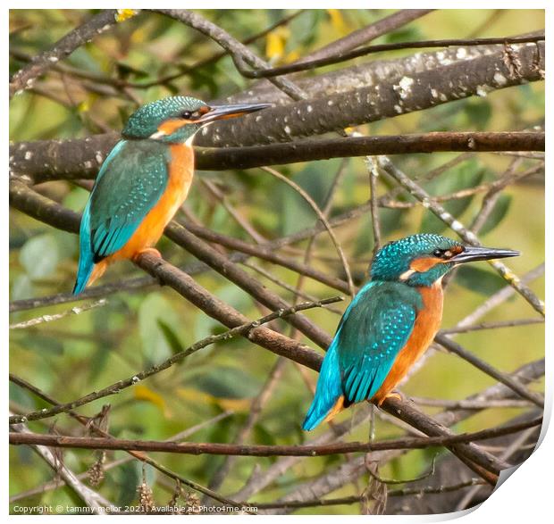 Majestic Kingfishers in their Natural Habitat Print by tammy mellor