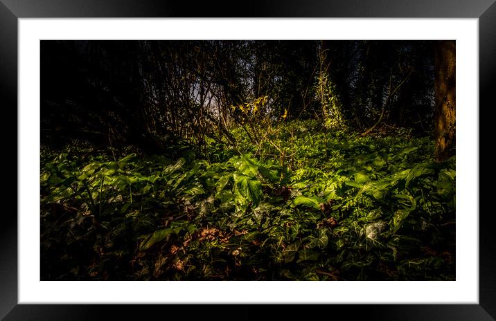 Treasures 'neath a hawthorn hedge. Framed Mounted Print by Steve Taylor