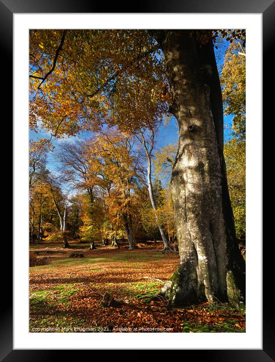 Autumn in the New Forest Framed Mounted Print by Photimageon UK