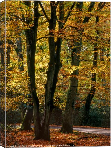 Autumn Beech Trees, New Forest, England Canvas Print by Photimageon UK
