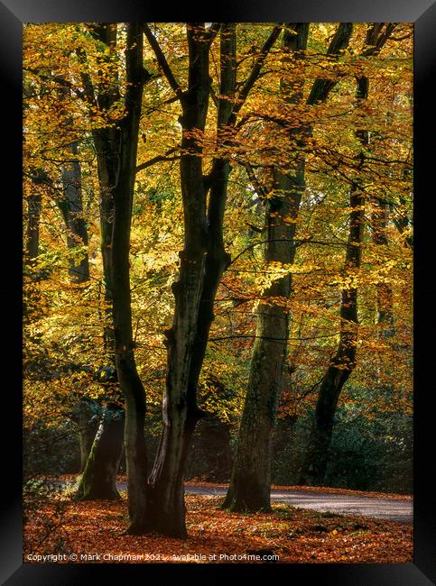 Autumn Beech Trees, New Forest, England Framed Print by Photimageon UK