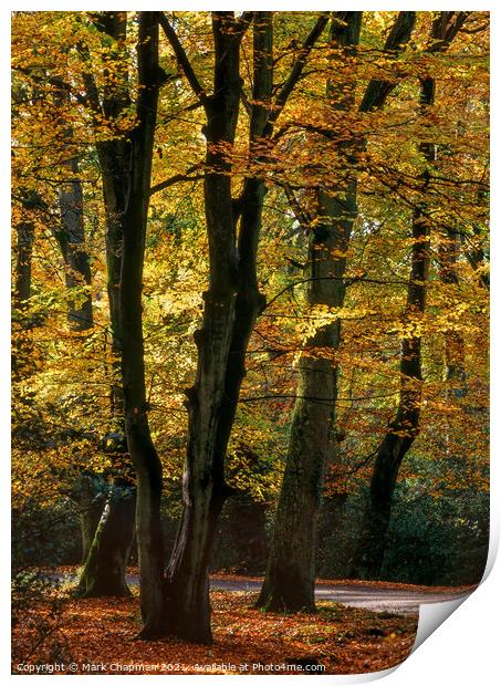 Autumn Beech Trees, New Forest, England Print by Photimageon UK