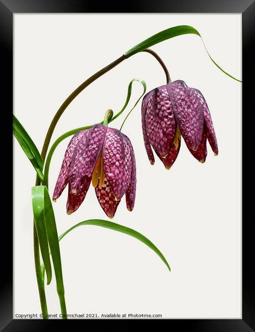 Vibrant Blooms of Snakes Head Fritillary Framed Print by Janet Carmichael