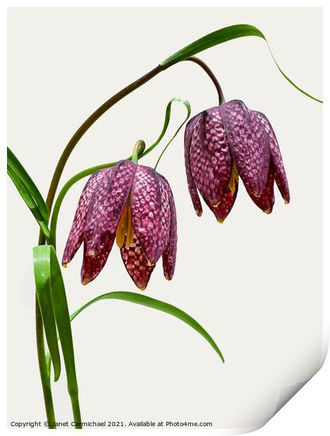 Vibrant Blooms of Snakes Head Fritillary Print by Janet Carmichael