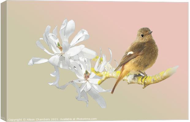 Spring Bird Canvas Print by Alison Chambers