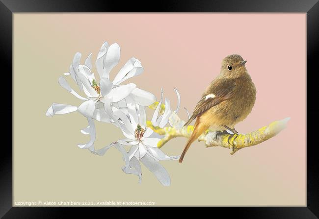 Spring Bird Framed Print by Alison Chambers