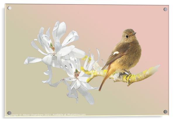 Spring Bird Acrylic by Alison Chambers