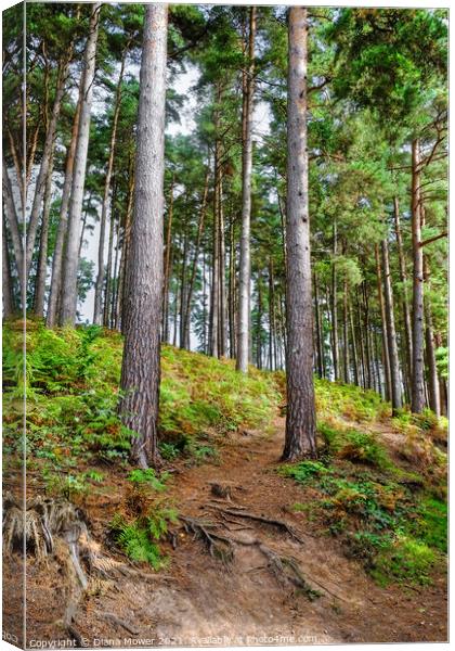 Cannock Chase Woodlands Staffordshire Canvas Print by Diana Mower