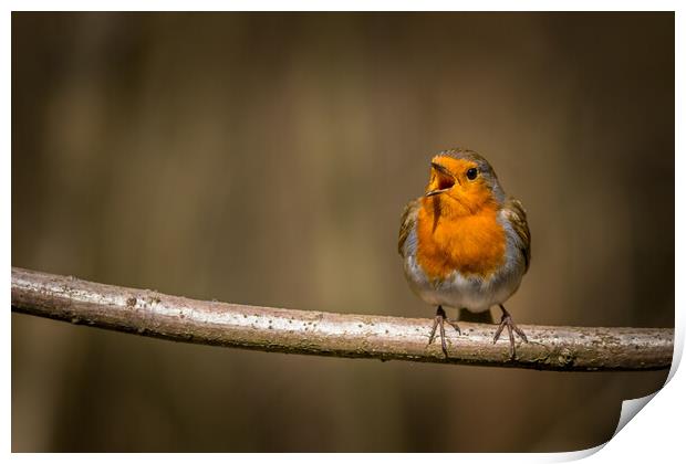 Robin (Erithacus rubecula)  Print by chris smith