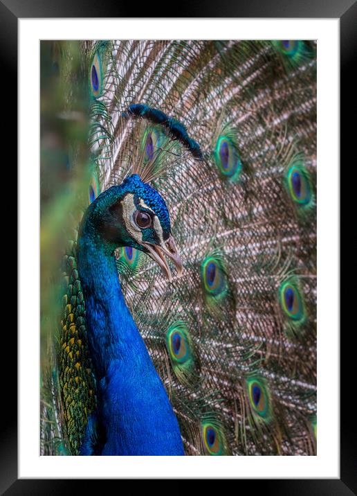 Peacock  Framed Mounted Print by chris smith