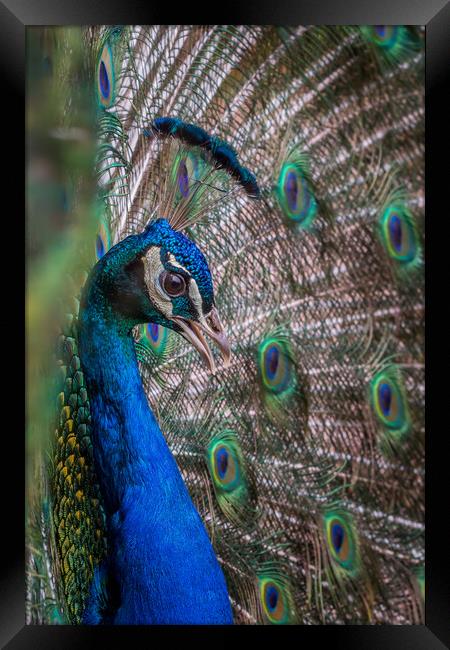 Peacock  Framed Print by chris smith