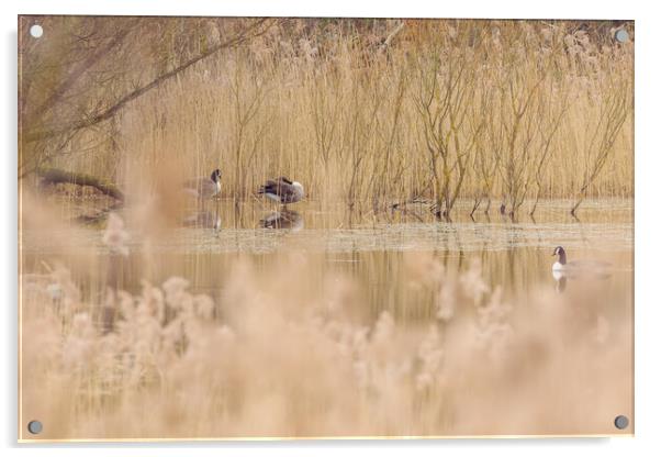 Canada goose Acrylic by chris smith