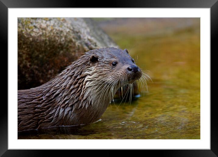 Close-up Portrait of Eurasian River Otter Framed Mounted Print by Arterra 