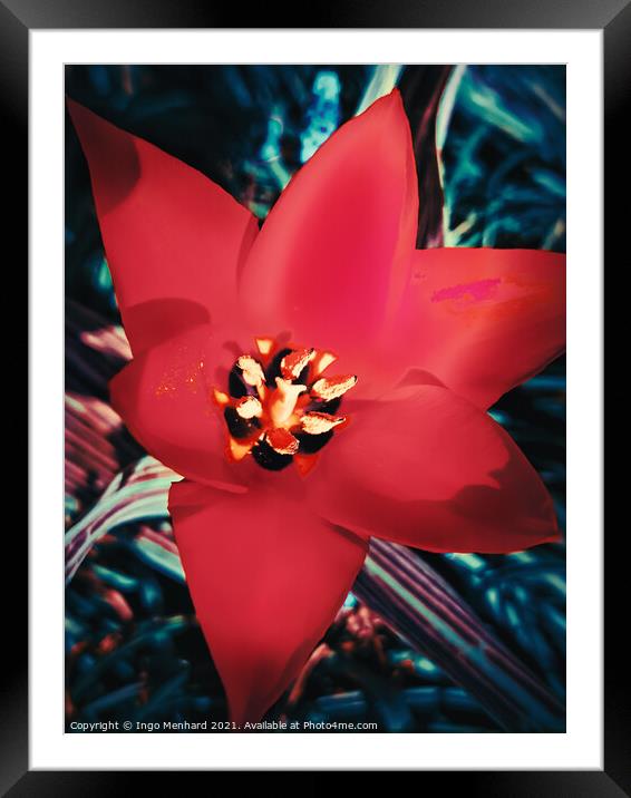 Red Tulipa linifolia Framed Mounted Print by Ingo Menhard