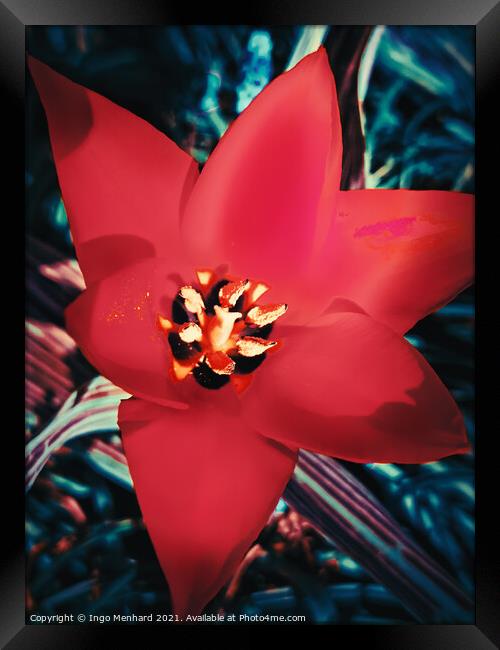 Red Tulipa linifolia Framed Print by Ingo Menhard