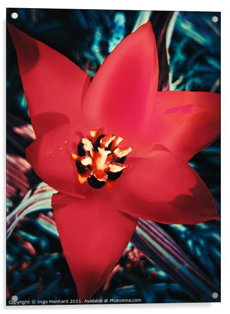 Red Tulipa linifolia Acrylic by Ingo Menhard