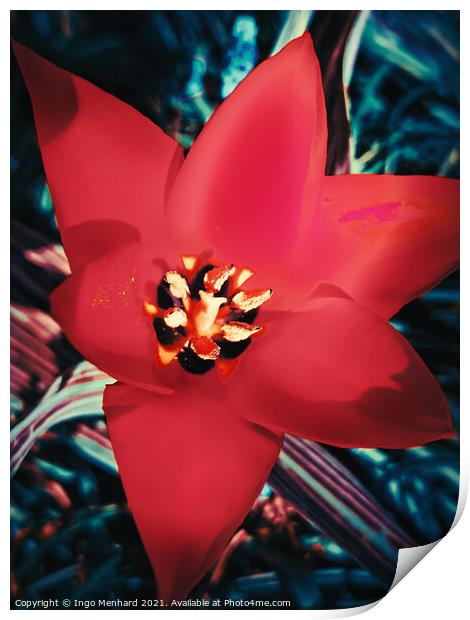 Red Tulipa linifolia Print by Ingo Menhard